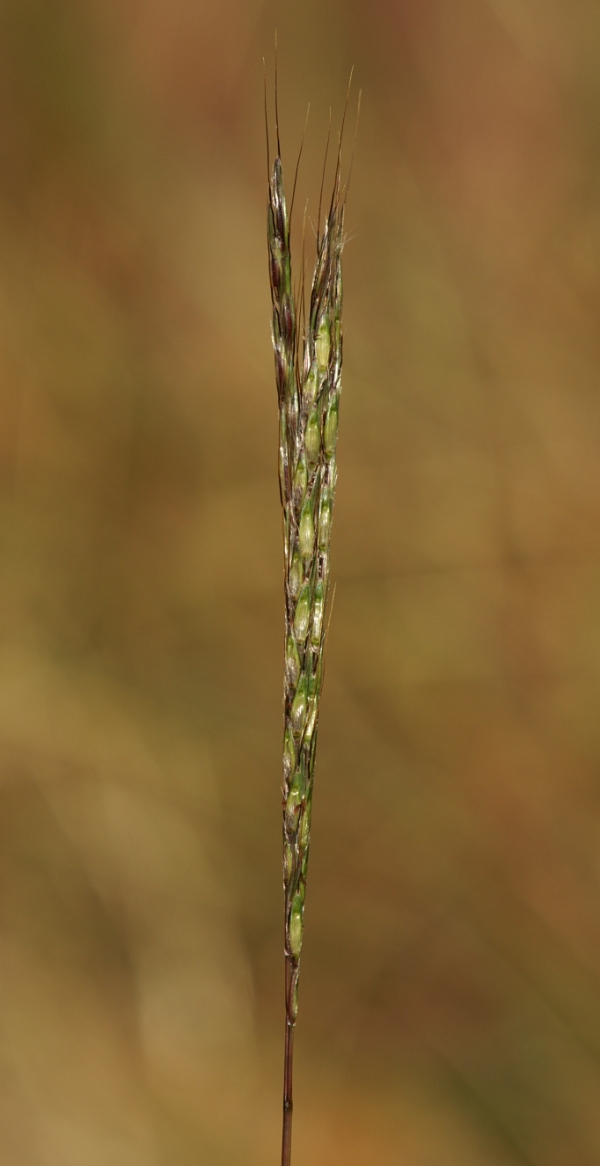 Bothriochloa macra